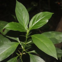 Barleria prionitis L.